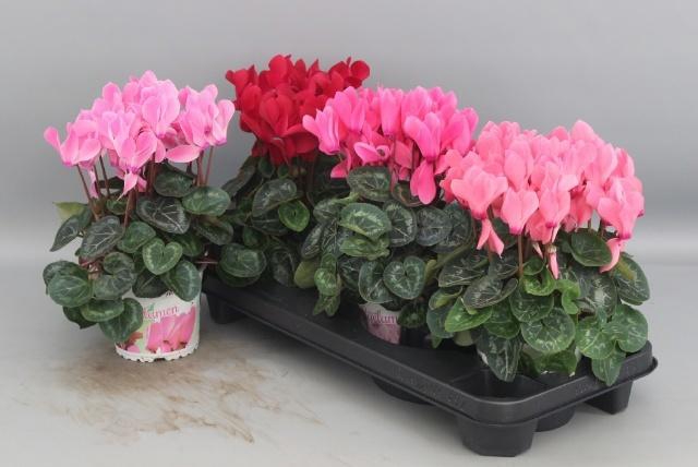 <h4>CYCL GR SUP XL</h4>