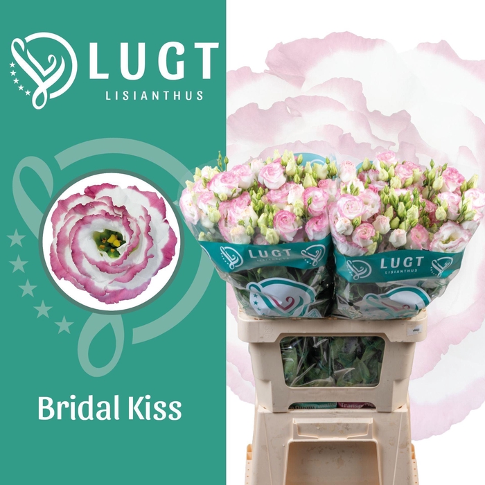 <h4>EUSTOMA RUSS. DU 'CROMA BRIDAL KIS'</h4>
