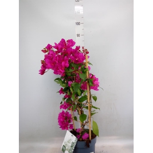 Bougainvillea  'Sanderiana'