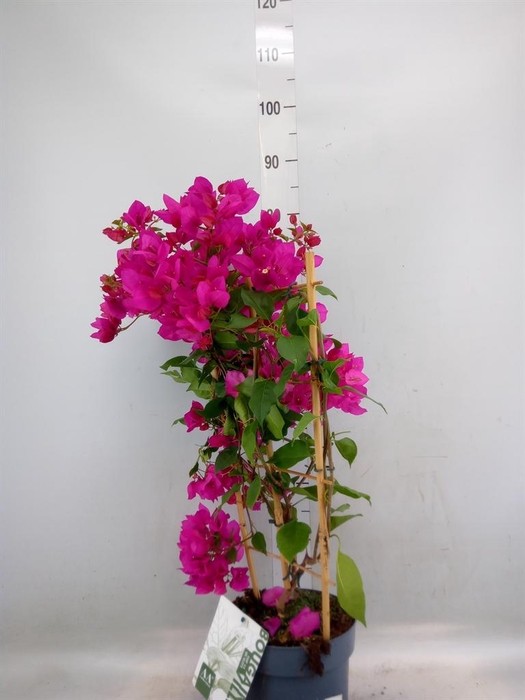 <h4>Bougainvillea  'Sanderiana'</h4>