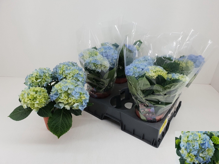 <h4>HYDR M HI RIVER</h4>