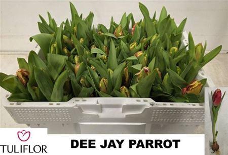 <h4>Tu Pa Dee Jay Parrot Met Bol</h4>