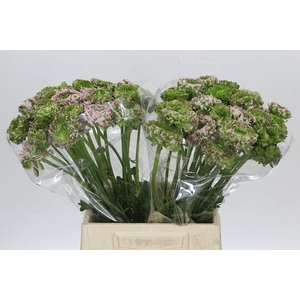 Ranunculus Pon Pon Malva