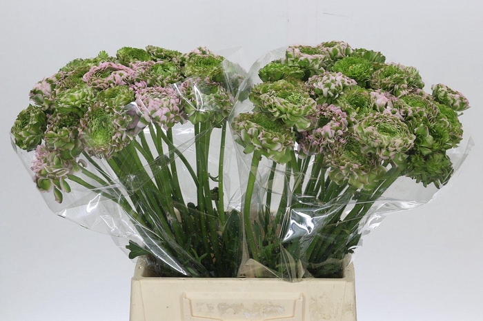 <h4>Ranunculus Pon Pon Malva</h4>