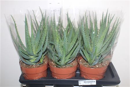<h4>Aloe Arborescens</h4>