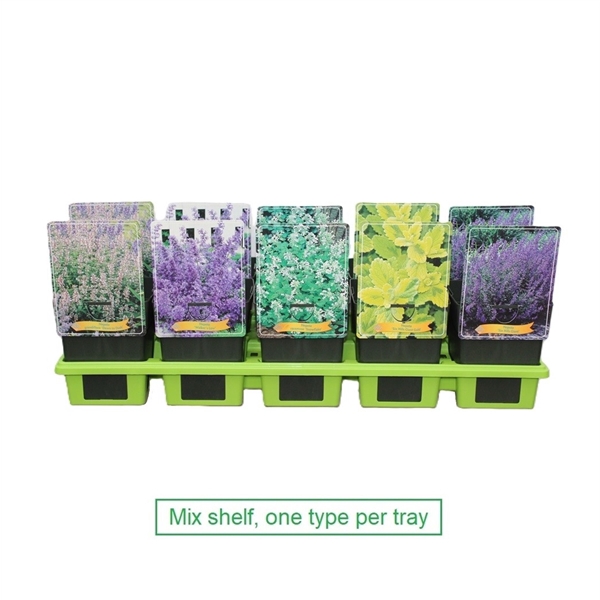 <h4>Nepeta mix 6x10 srt. per laag P11</h4>