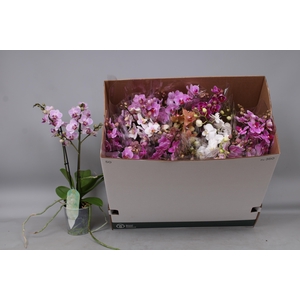 PHAL MF GEM 8 KL