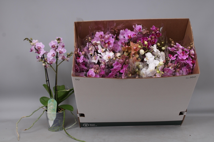 <h4>PHAL MF GEM 8 KL</h4>