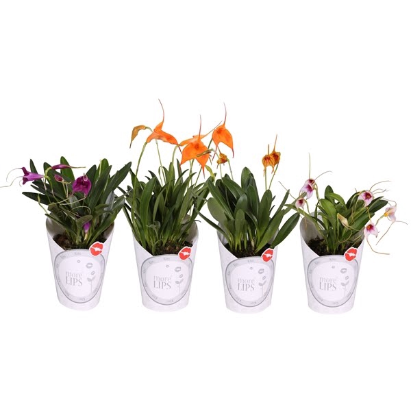 <h4>MoreLIPS® Masdevallia met witte potcover</h4>