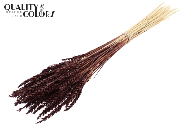 <h4>Triticum per bunch Intense Brown</h4>