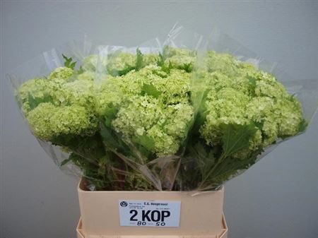<h4>Viburnum Roseum St</h4>