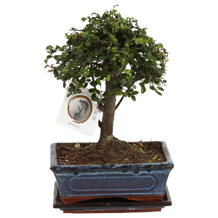 <h4>Bonsai Zelkova Parvifolia Keramiek</h4>