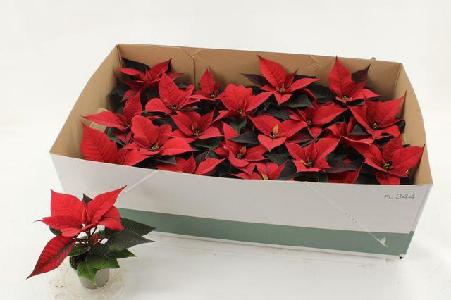 <h4>Euphor P Chr F Red</h4>