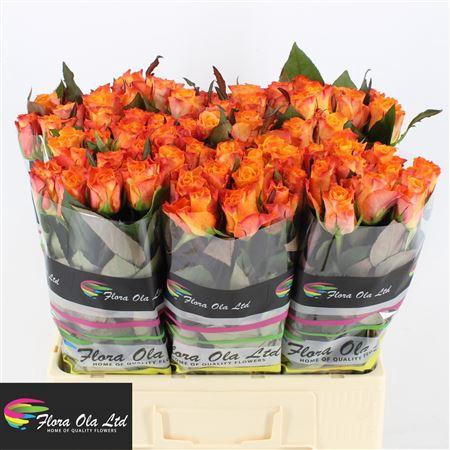 <h4>R Gr Mariyo!</h4>