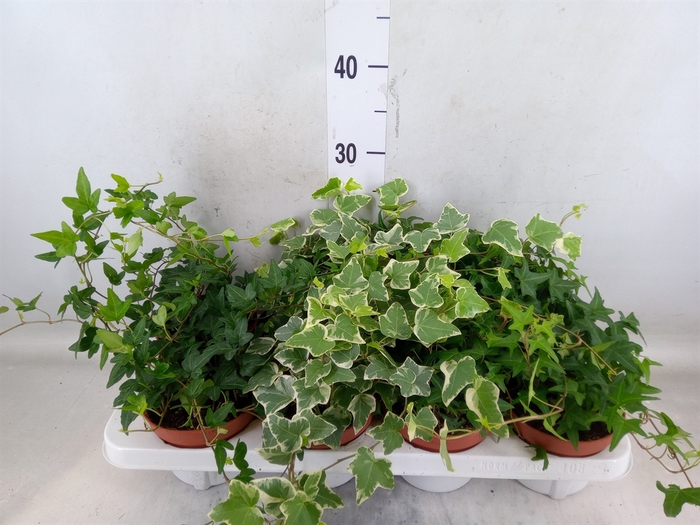 <h4>Hedera   ...mix</h4>