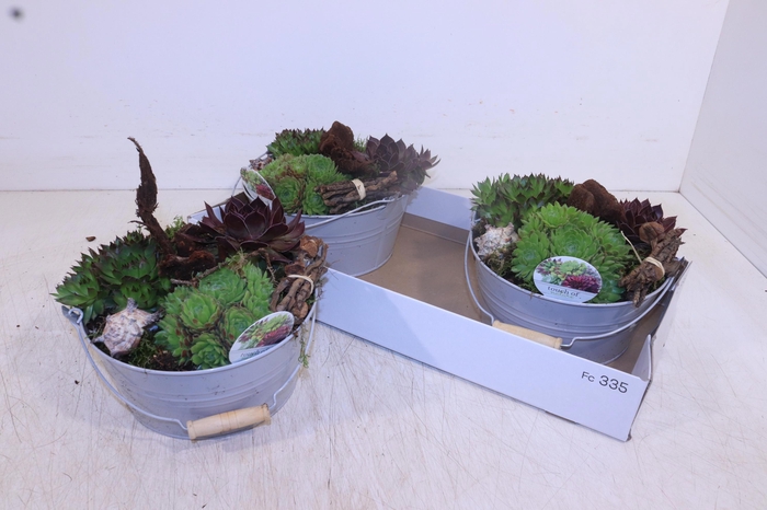 <h4>ARR SEMPERVIVUM</h4>