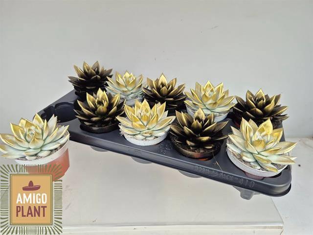 <h4>ECHEV MIRANDA</h4>