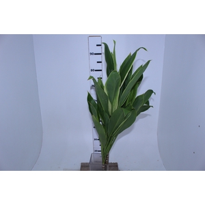 FOLHAGEM DRACENA ALBA