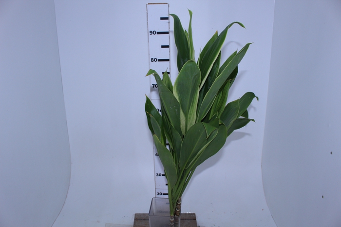 FOLHAGEM DRACENA ALBA