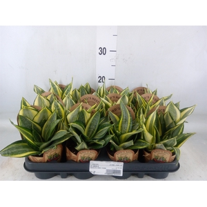 Sansevieria trifa. 'Golden Hahnii'