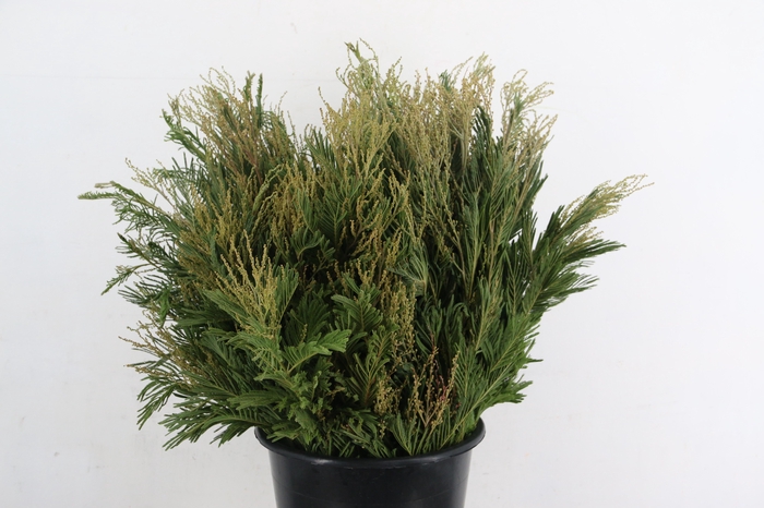 <h4>ACACIA GR DECURRENS</h4>