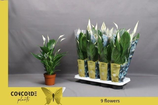 <h4>SPATH PICO CUPIDO</h4>