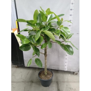 Ficus benghalensis
