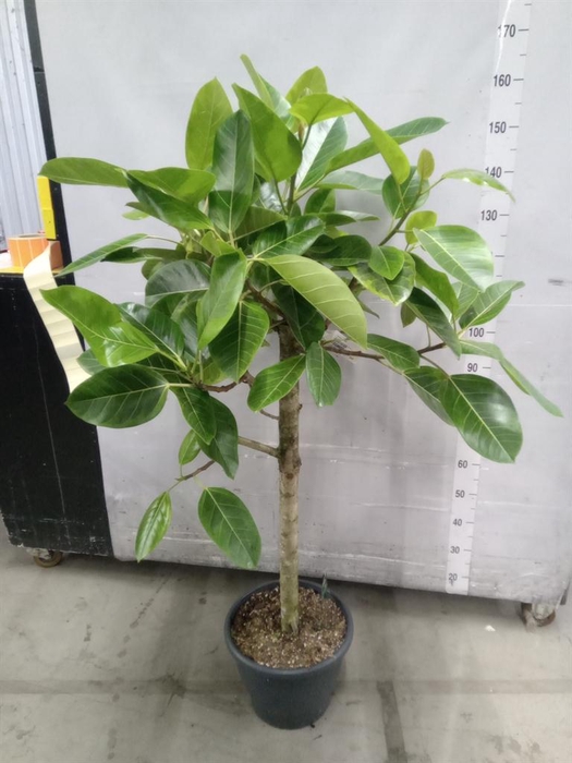 <h4>Ficus benghalensis</h4>