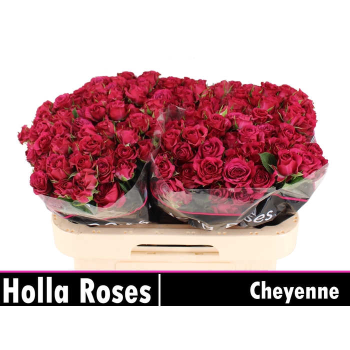 <h4>Cheyenne</h4>