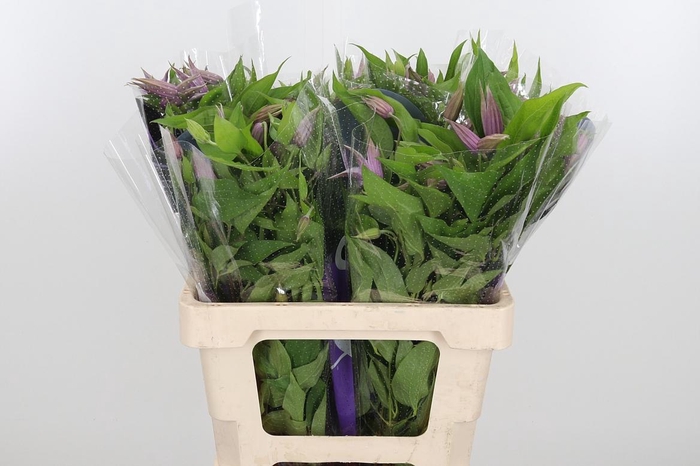 <h4>Clem Amazing London</h4>