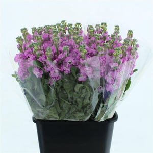 Matth Incana Iron Rose Pink