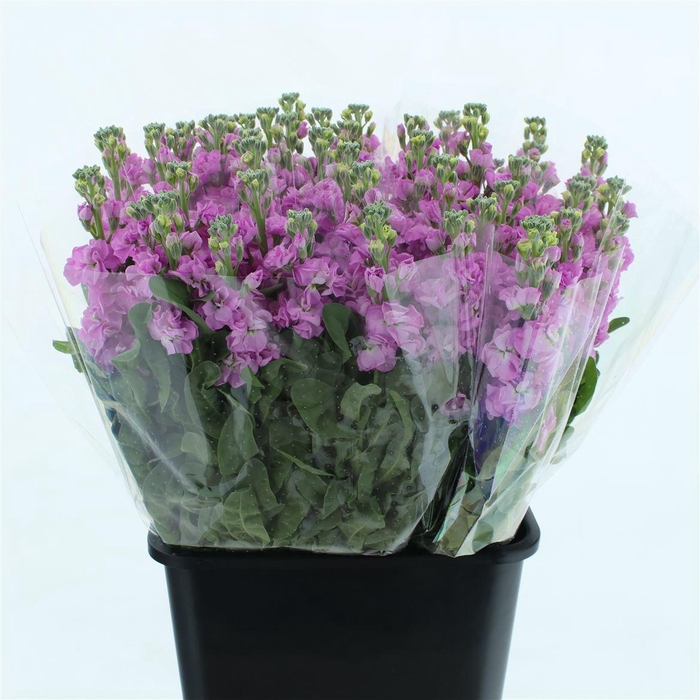 <h4>Matth Incana Iron Pink</h4>