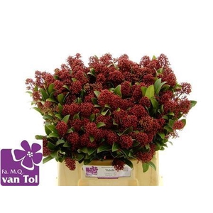 Skimmia J Rubella Bs