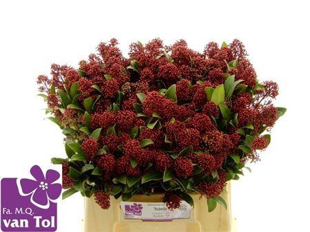 <h4>Skimmia J Rubella Bs</h4>