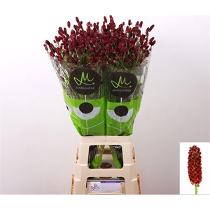Sanguisorba Of Red Dream