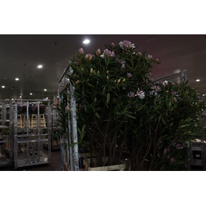 Rhodo Lilac 180 200cm P Stem