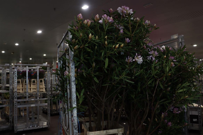 <h4>Rhodo Lilac 180 200cm P Stem</h4>