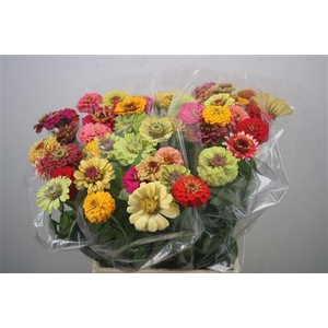 Zinnia Ov Gem
