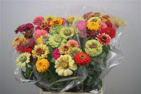<h4>Zinnia Ov Gem</h4>