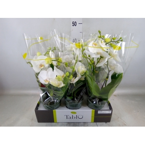 Phalaenopsis   ...white