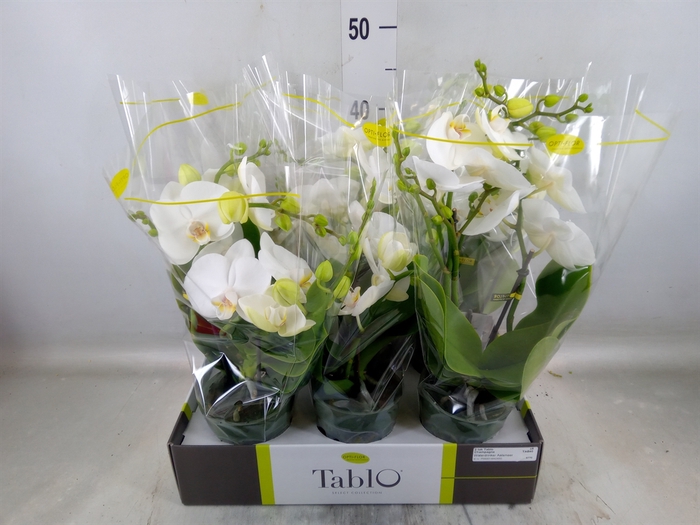 <h4>Phalaenopsis   ...white</h4>