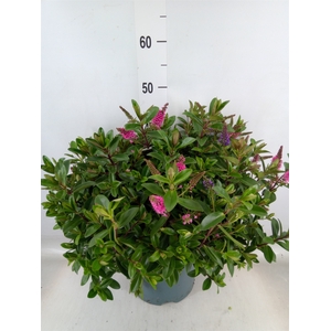 Hebe  'Addenda'   ...mix in pot