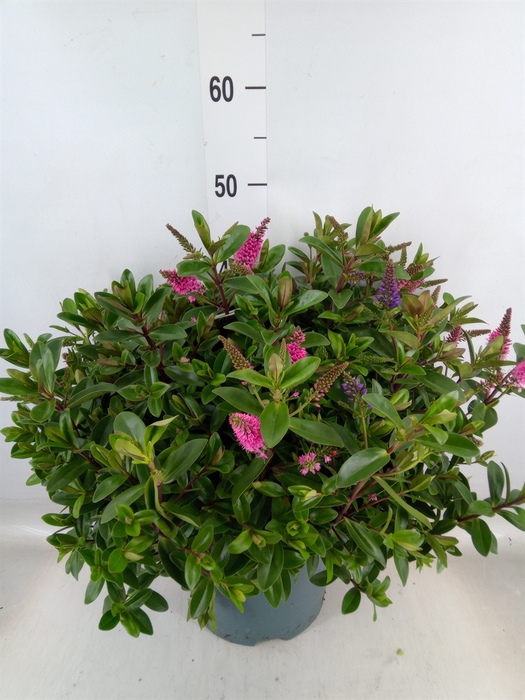<h4>Hebe  'Addenda'   ...mix in pot</h4>