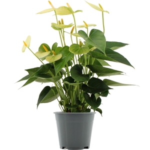 Anthurium 14 cm Vanilla in Transparant sleeve