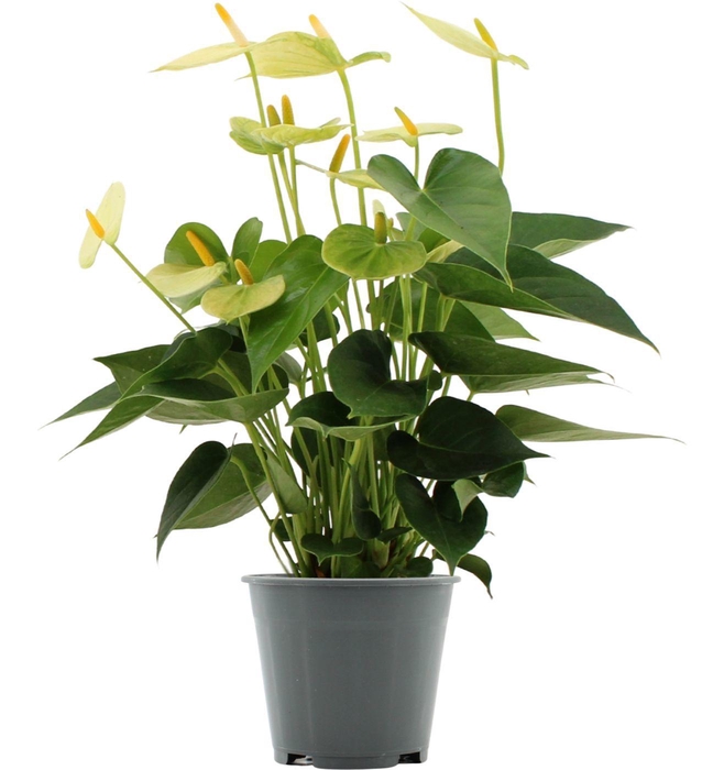 <h4>Anthurium 14 cm Vanilla in Transparant sleeve</h4>