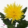 Chrys bl anastasia sunny