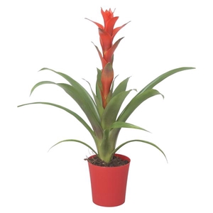 Guzmania 'Ostara' in rode plastic pot