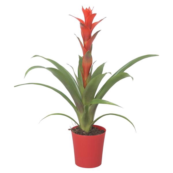 <h4>Guzmania 'Ostara' in rode plastic pot</h4>
