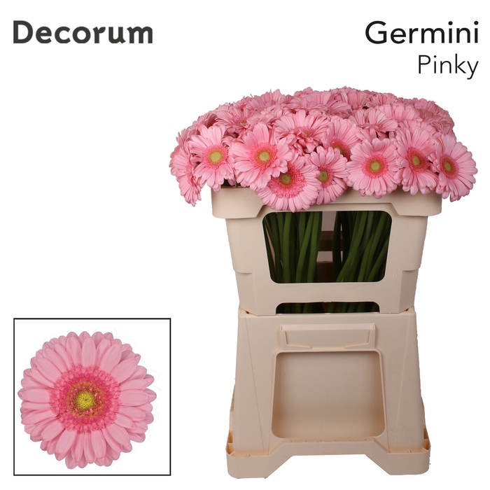 <h4>Germini Pinky Water</h4>