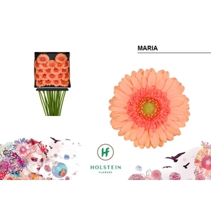 Germini Maria Diamond per kaart